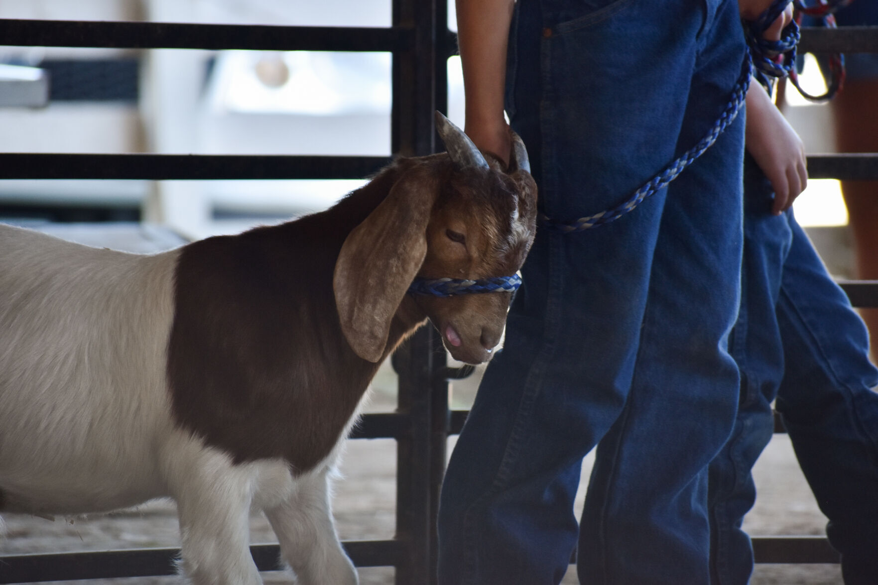 North Iowa Fair 6
